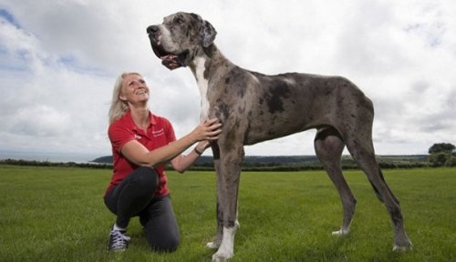 Conheça o maior cão do mundo