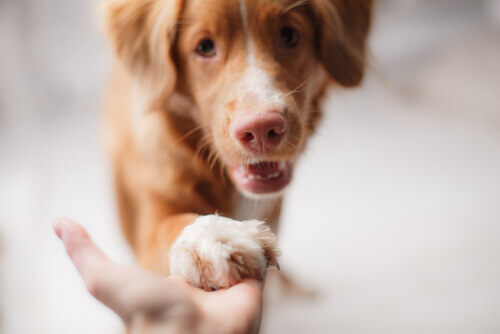 Como manter um cão durante a crise econômica