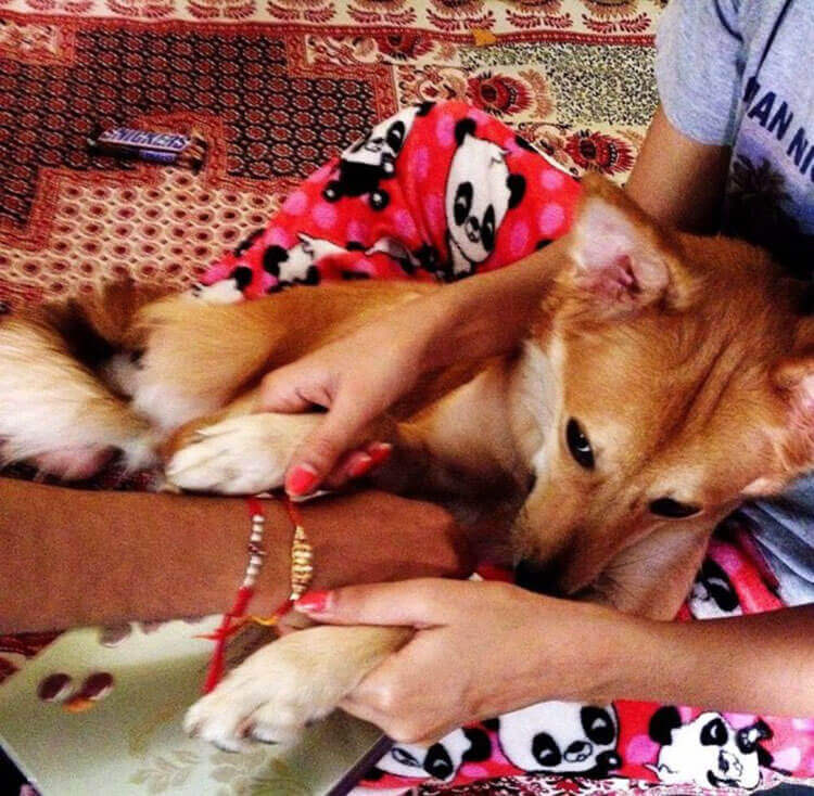 nao-quero-abandonar-meu-cao