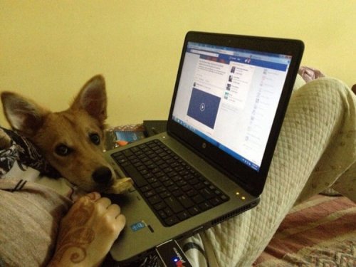 Disse não a uma proposta de casamento para não abandonar seu cão