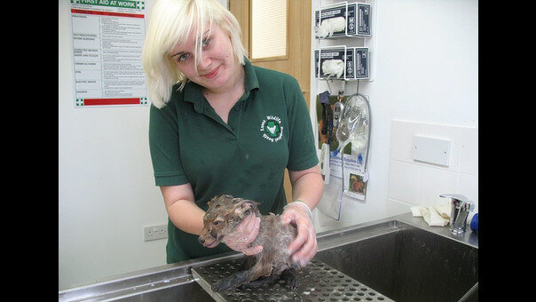 nao-se-sabia-que-animal-era-2