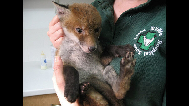 nao-se-sabia-que-animal-era-3