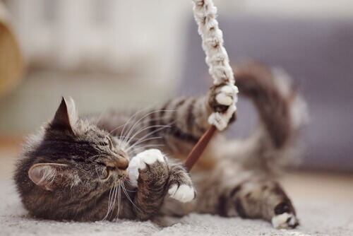 Presentes de amor para o seu animal de estimação