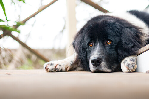 Os cães podem ter problemas emocionais?