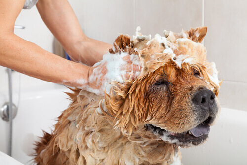 Podemos usar os produtos de higiene dos humanos nos pets?