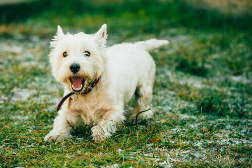 7 raças de cães que quase não soltam pelos