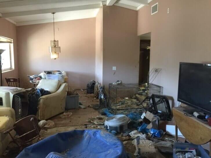 resgatados-40-animai-abandonados-3