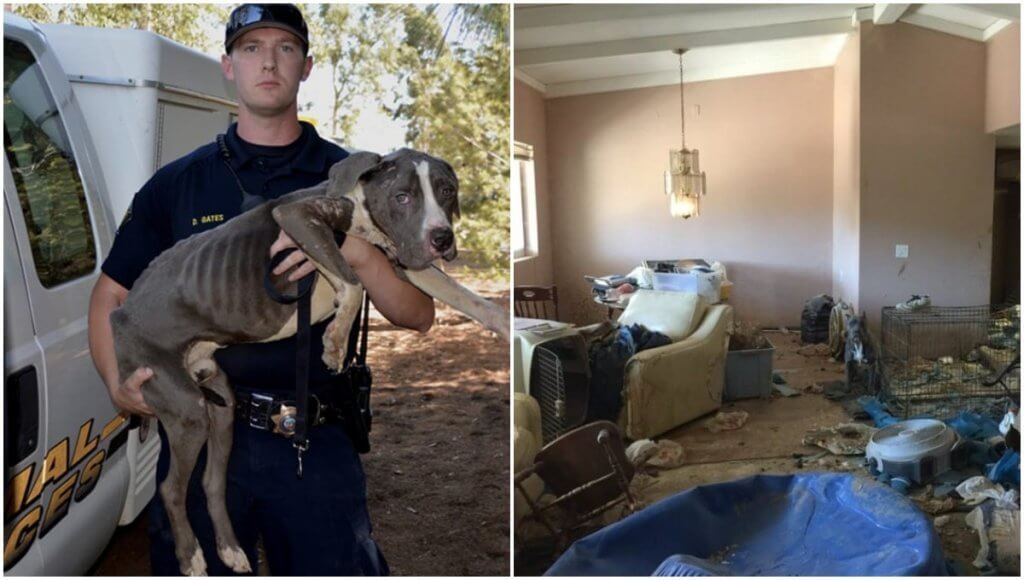 Resgatados os Pit bulls abandonados que estavam em péssimas condições