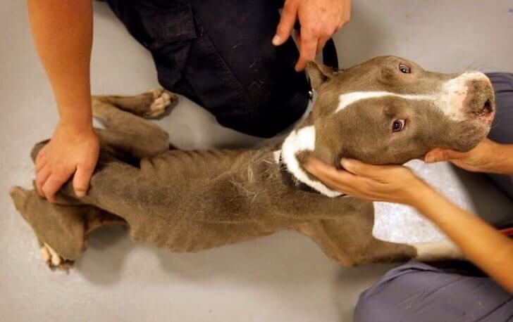 resgatados-40-animais-abandonados