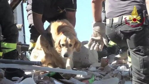 Resgataram um cão 9 dias depois de um terremoto
