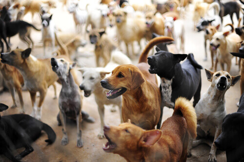 O que fez a Holanda ser o primeiro país sem animais de rua?