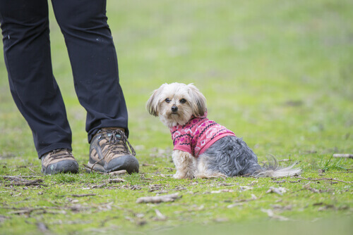 O seu cachorro não vê os seus defeitos, você é perfeito para ele!