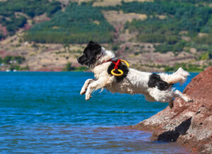 Cães de resgate aquático, a última novidade