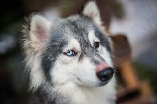 Os cachorros podem ter soluço