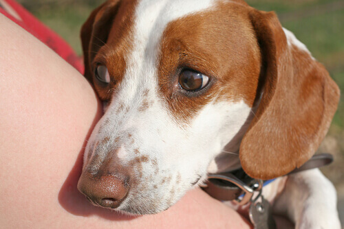 Truques para acalmar um cão nervoso