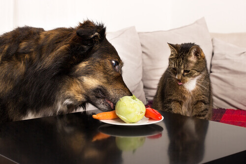 Frutas e verduras são geniais para seu animal de estimação