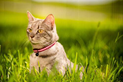 Como fortalecer o vínculo com o seu gato