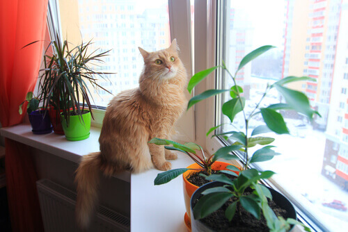 Conselhos para que o seu gato fique em segurança dentro de casa