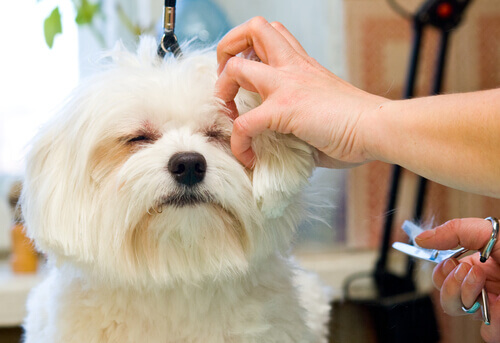 Seu cão tem o pelo emaranhado? Conheça a técnica Stripping!