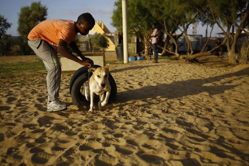 Voluntário em abrigo de animais