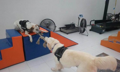Body Dog, a primeira academia de ginástica para cachorros