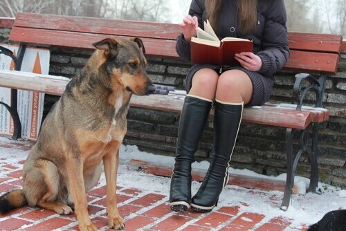 Conheça os cães universitários