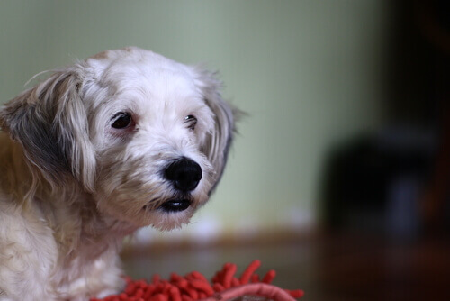 Sabia que seu cão pode ser intolerante ao glúten?