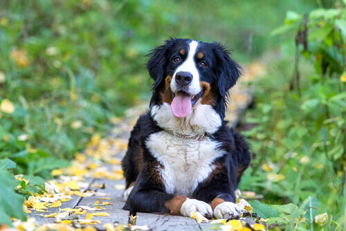 Saiba tudo sobre a raÃ§a CÃ£o Boiadeiro BernÃªs