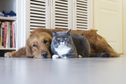 House Sitting, férias grátis para cuidar de animais de estimação
