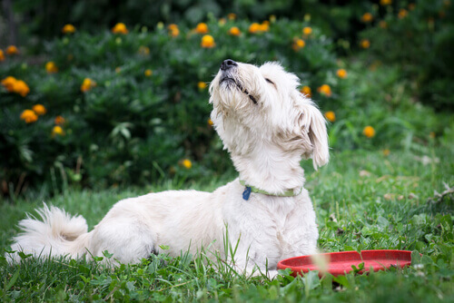Por que exatamente um cão usa tanto seu olfato?