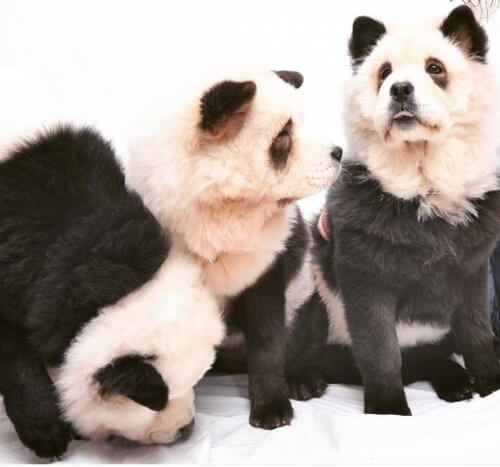 Chow chow panda. É um cão ou é um panda?