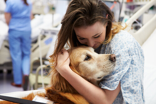 Cães enfermeiros que salvam vidas