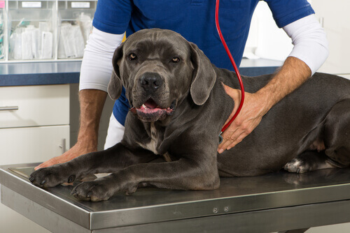 É possível fazer uma ultrassonografia em uma cadela?