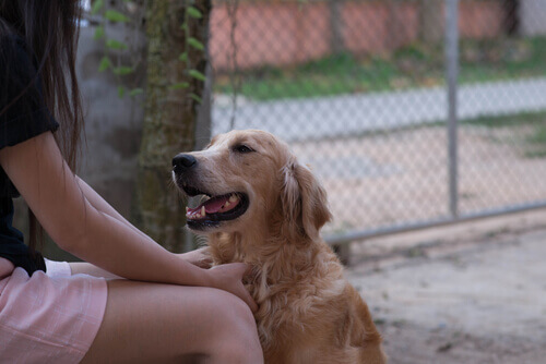 Os cachorros podem entender a linguagem humana?