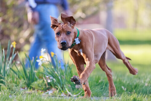 Se quer entender seu cão, leia estes 5 livros