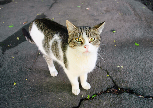O que eu faço se encontrar um gato abandonado?