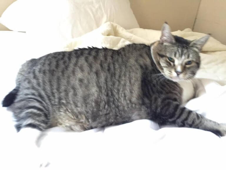gato-mais-gordo-do-mundo-2