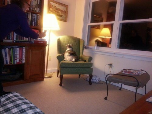 O gato mais gordo do mundo vive em um hotel