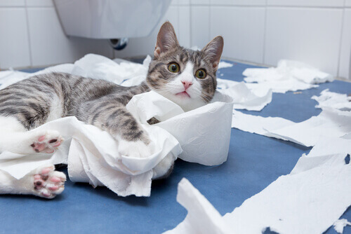 Por que os gatos adoram nos acompanhar quando vamos ao banheiro?