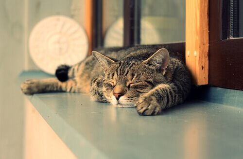 Por que os gatos dormem mais de dia do que à noite?