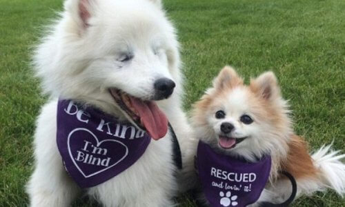Uma preciosa amizade entre Hoshi, um cão cego e seu cão-guia Zen