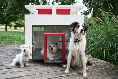 Conheça as mansões mais luxuosas para cães