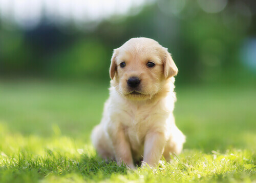 14 nomes criativos para o seu cachorro