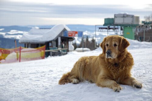 Onde os famosos deixam seus animais de estimação?