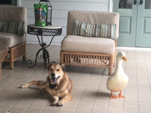 Pato acaba com a depressão de um cachorro com sua amizade