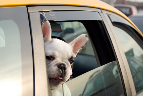 Pegar táxi com seu cão