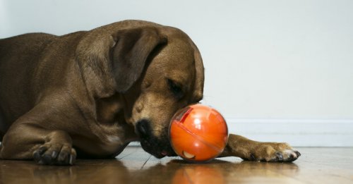 Playdate, o brinquedo da moda para cães