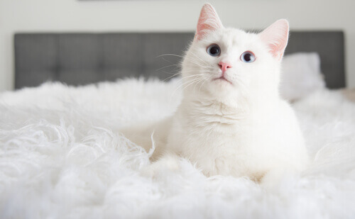 3 coisas que você aprende quando adota um gato