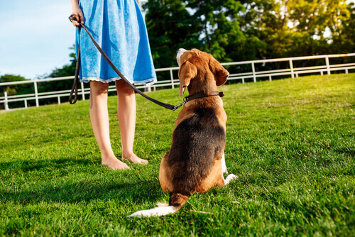 5 dicas para que o seu cachorro sempre atenda quando você o chama