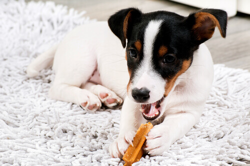 Conheça o suplemento perfeito para seu cão